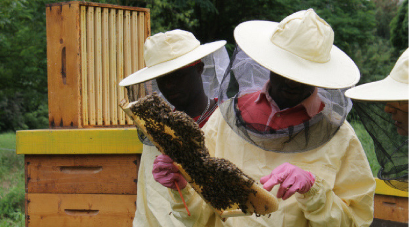 Bee my job