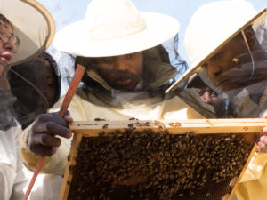 bee-my-job-cambalache-00101-300×225