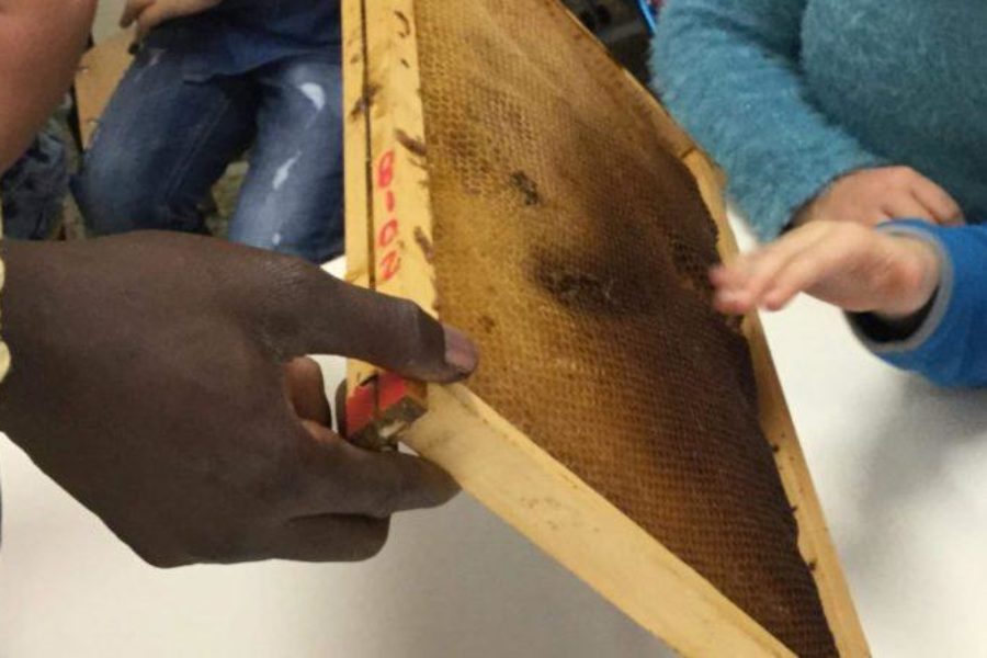 Conoscere l’integrazione attraverso le api. Bee My Job incontra le scuole