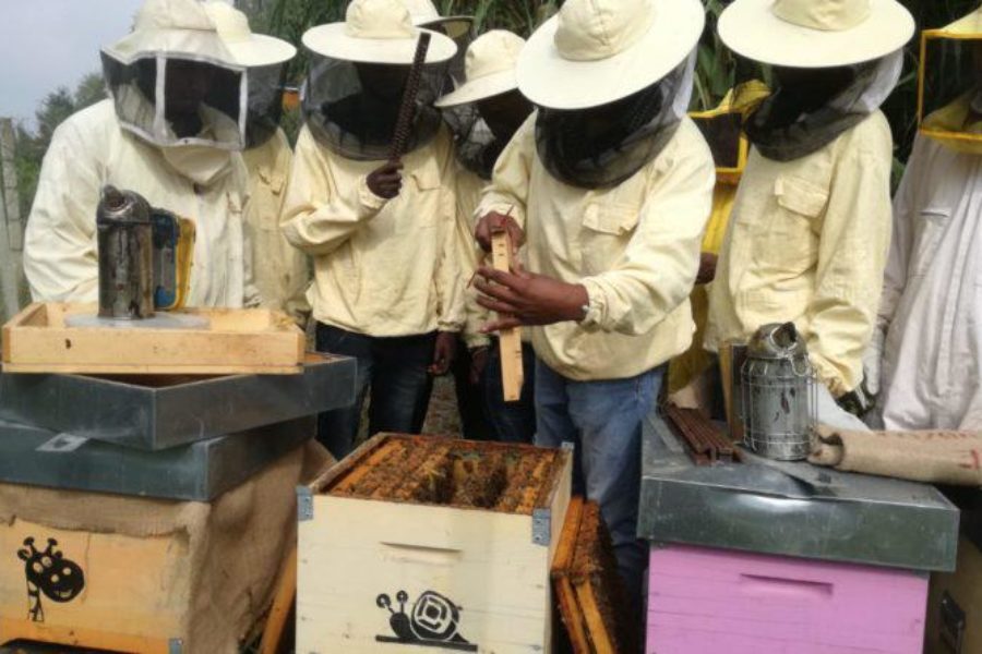 A scuola di pappa reale con Bee My Job, grazie a Intesa Sanpaolo