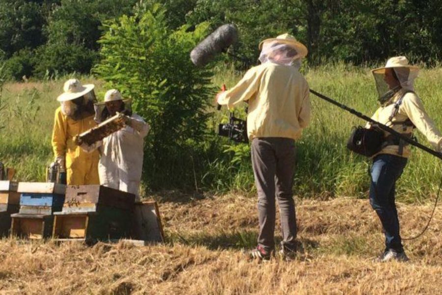 Bee My Job: una storia da raccontare