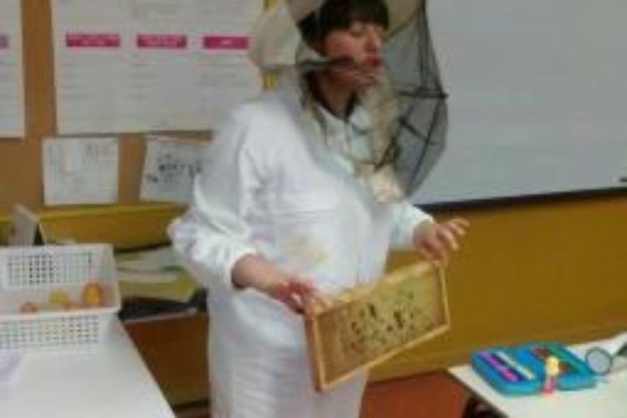 Le api in cattedra con Bee My Job
