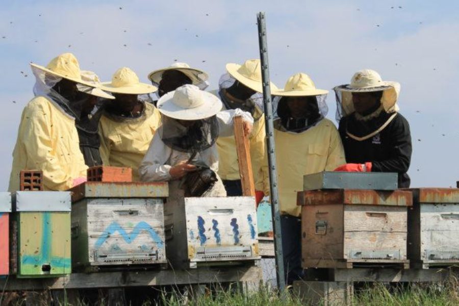 Bee My Job, i primi successi