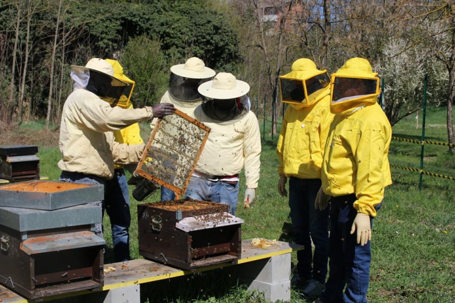 Bee My Job lancia l’Academy ad Alessandria per formare apicoltori tra rifugiati e richiedenti asilo di tutta Italia